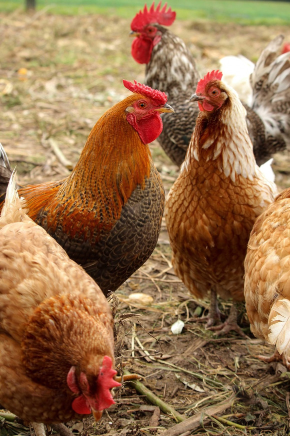 chicken rooster hen farm