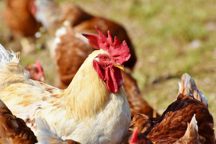 chicken rooster farm
