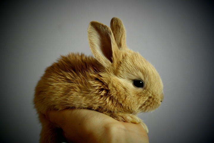 rabbit breeder show